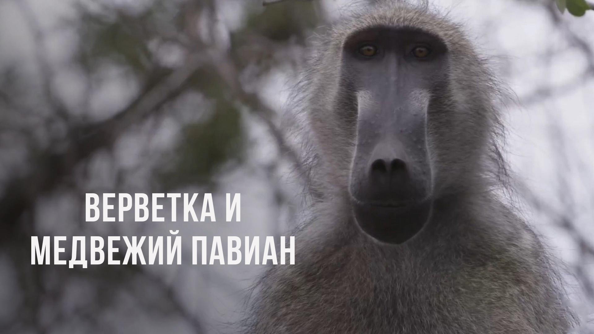 Верветка и медвежий павиан