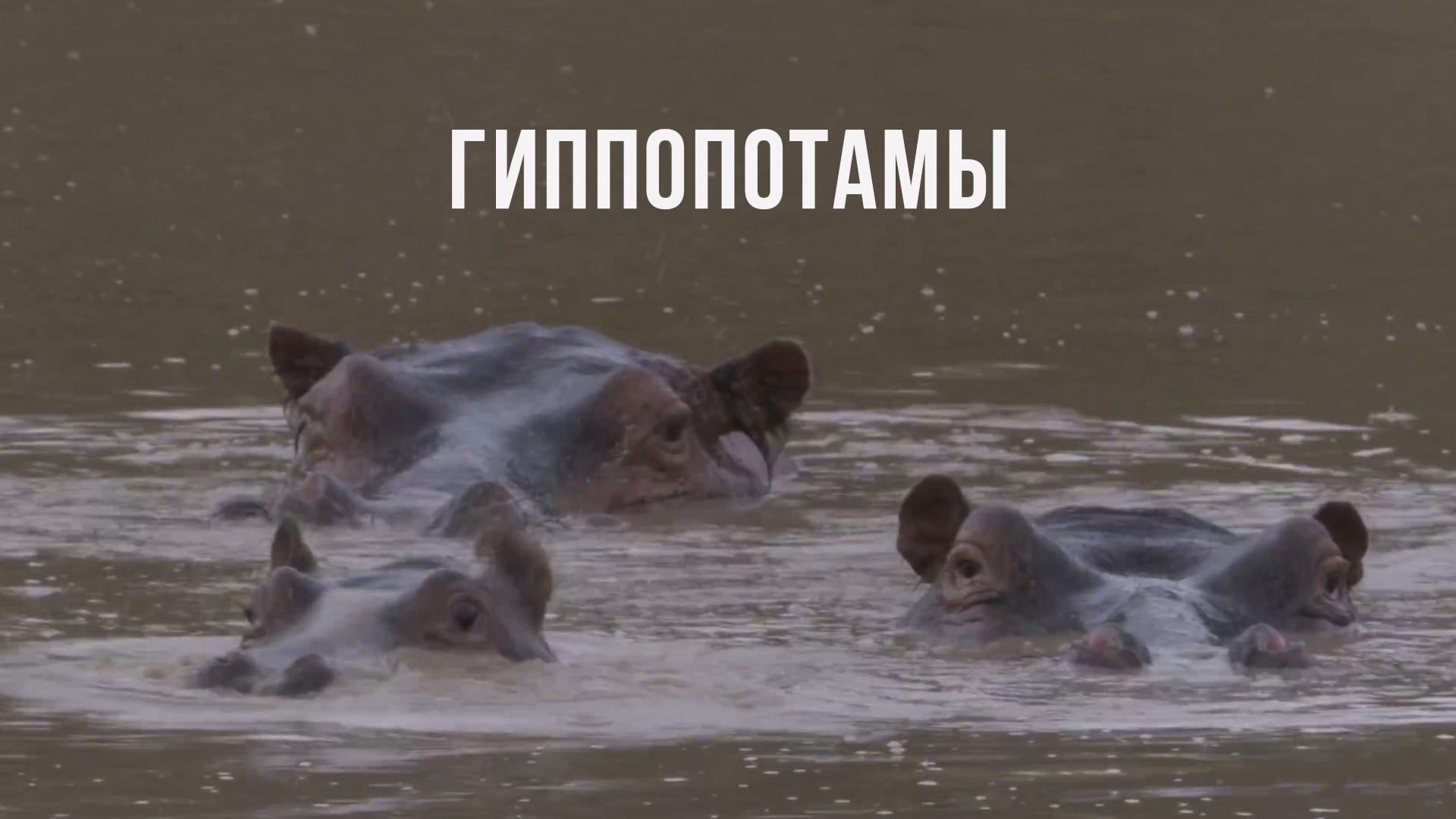 Гиппопотамы
