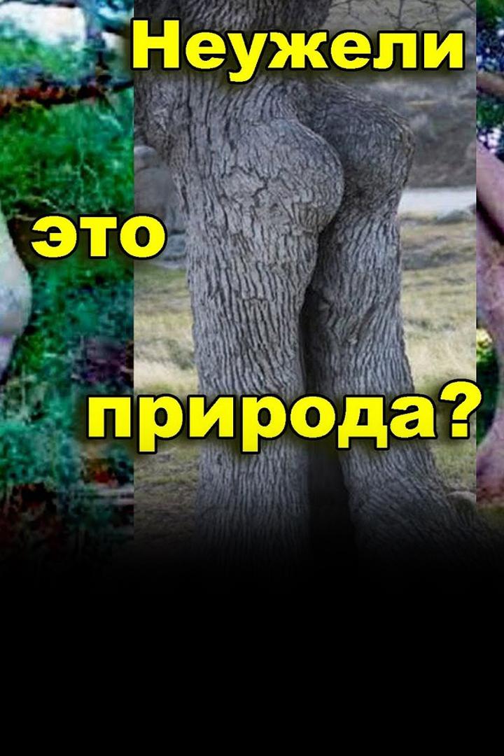 Бонсай деревьев-гигантов. Лесные патриархи Италии, Греции, секвойи Калифорнии