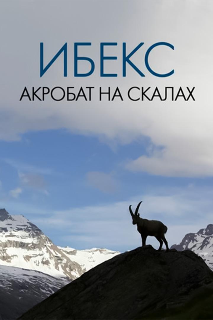 Ибексы: акробаты на скалах