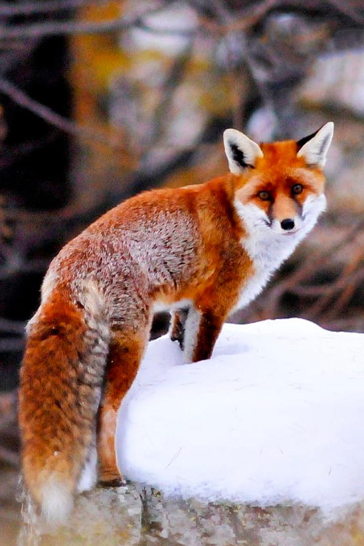 Лес и его обитатели