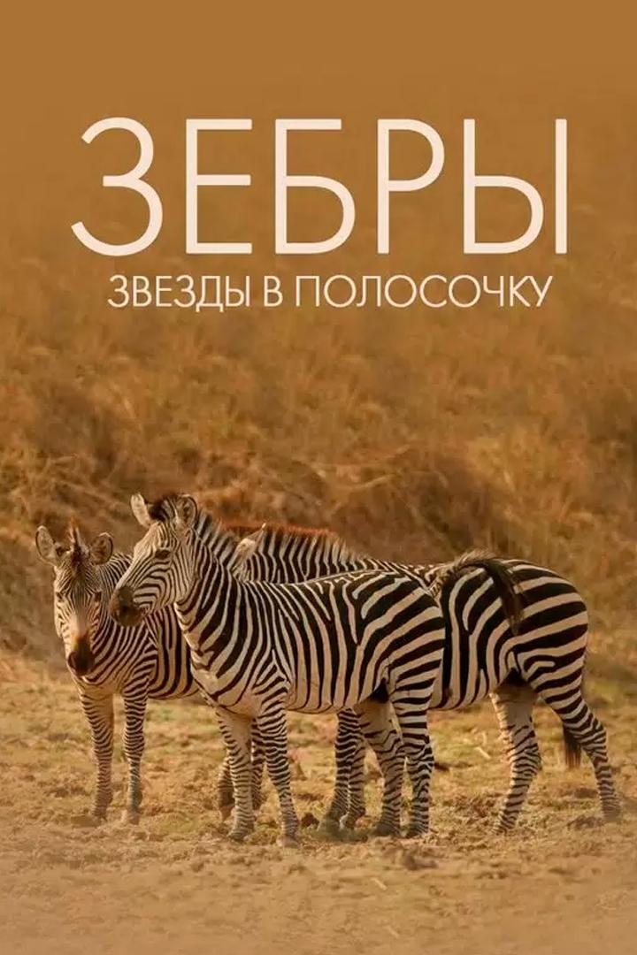 Зебры: звезды с полосками