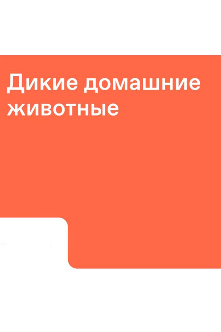 Дикие домашние животные