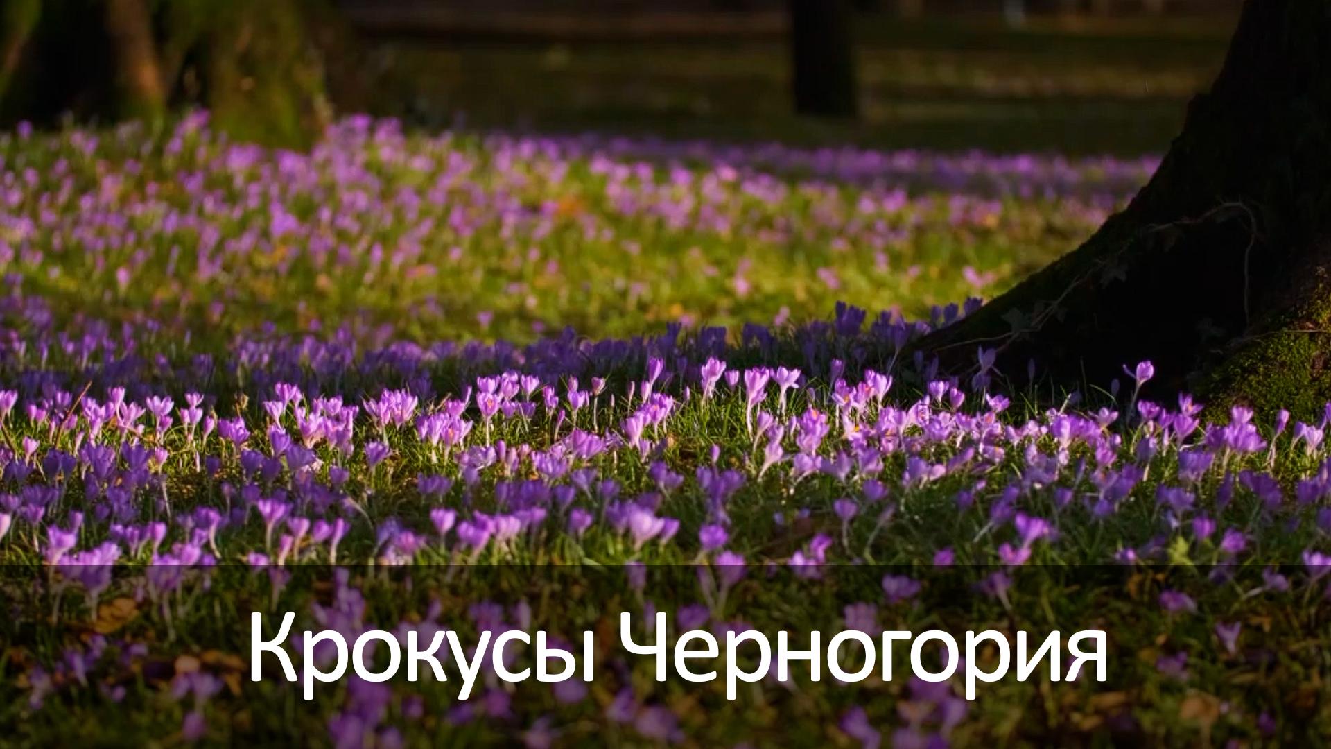 Крокусы Черногория