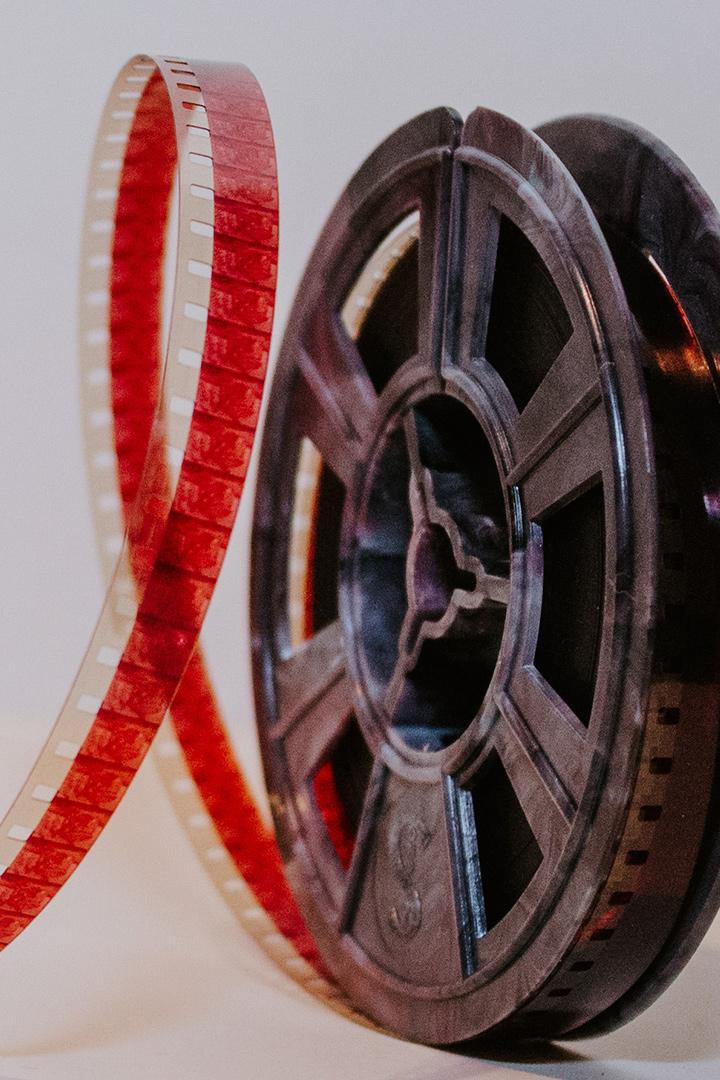 Дикие болонки