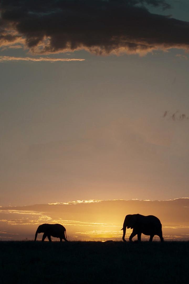 Крепкие семейные узы