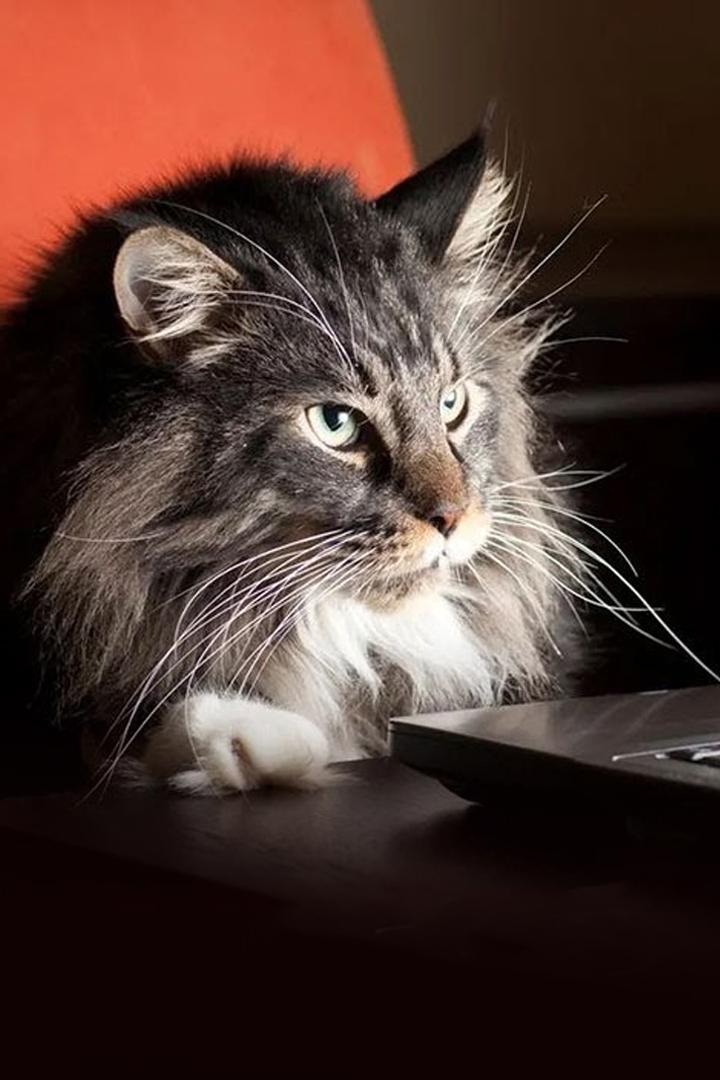 Коты - животные, нарушающие законы природы