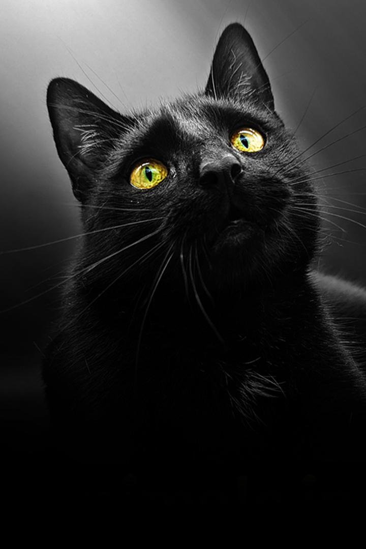 Животные и суеверия