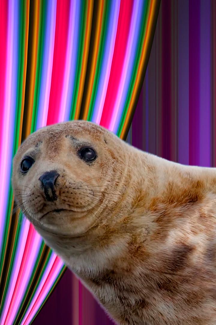 Тюлени - морские акробаты