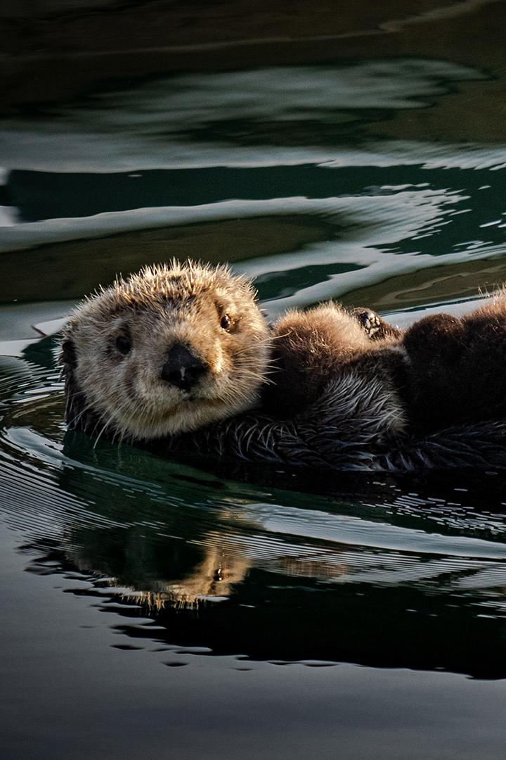 Выдры Шетландских островов