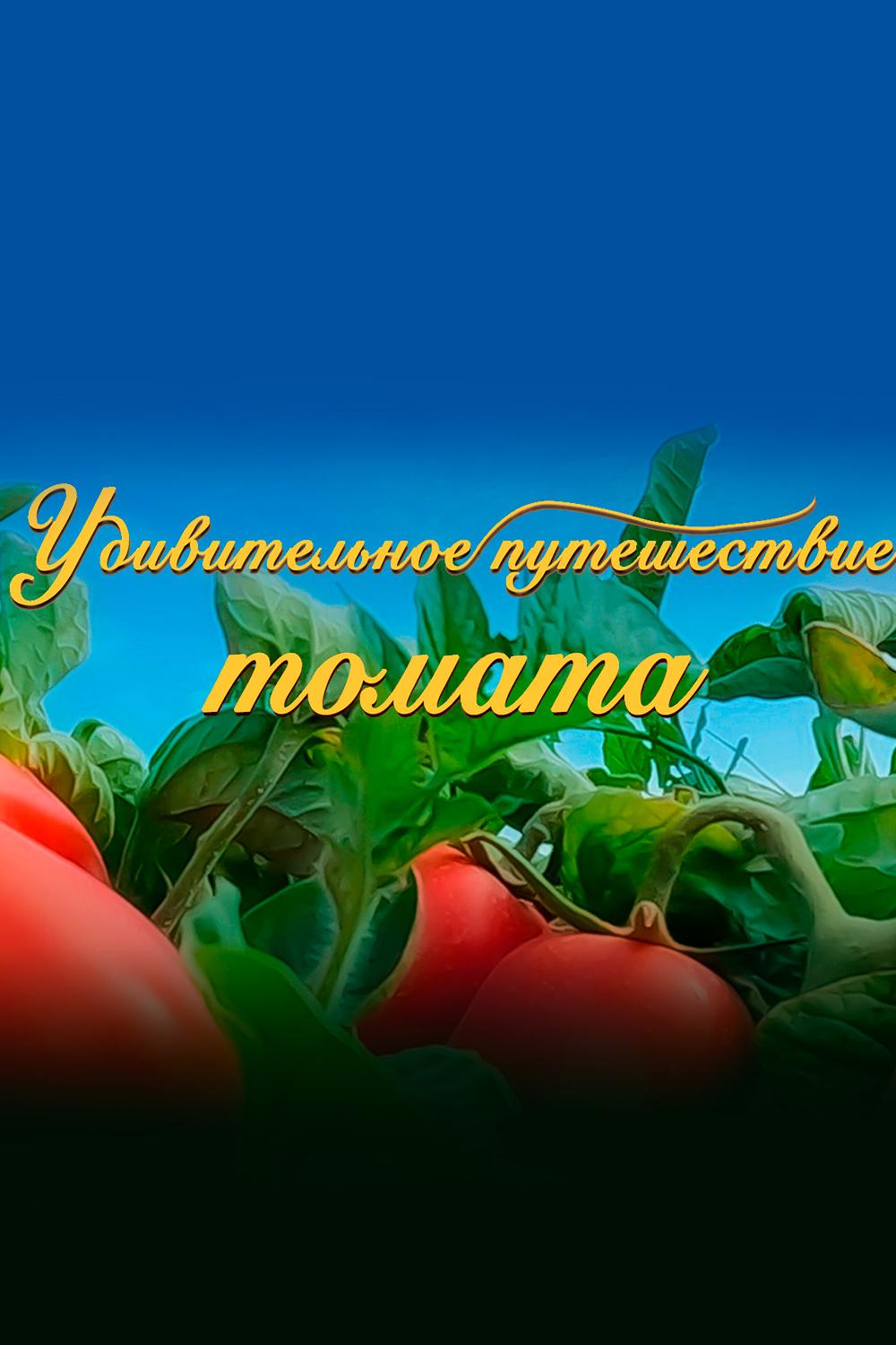 Удивительное путешествие томата