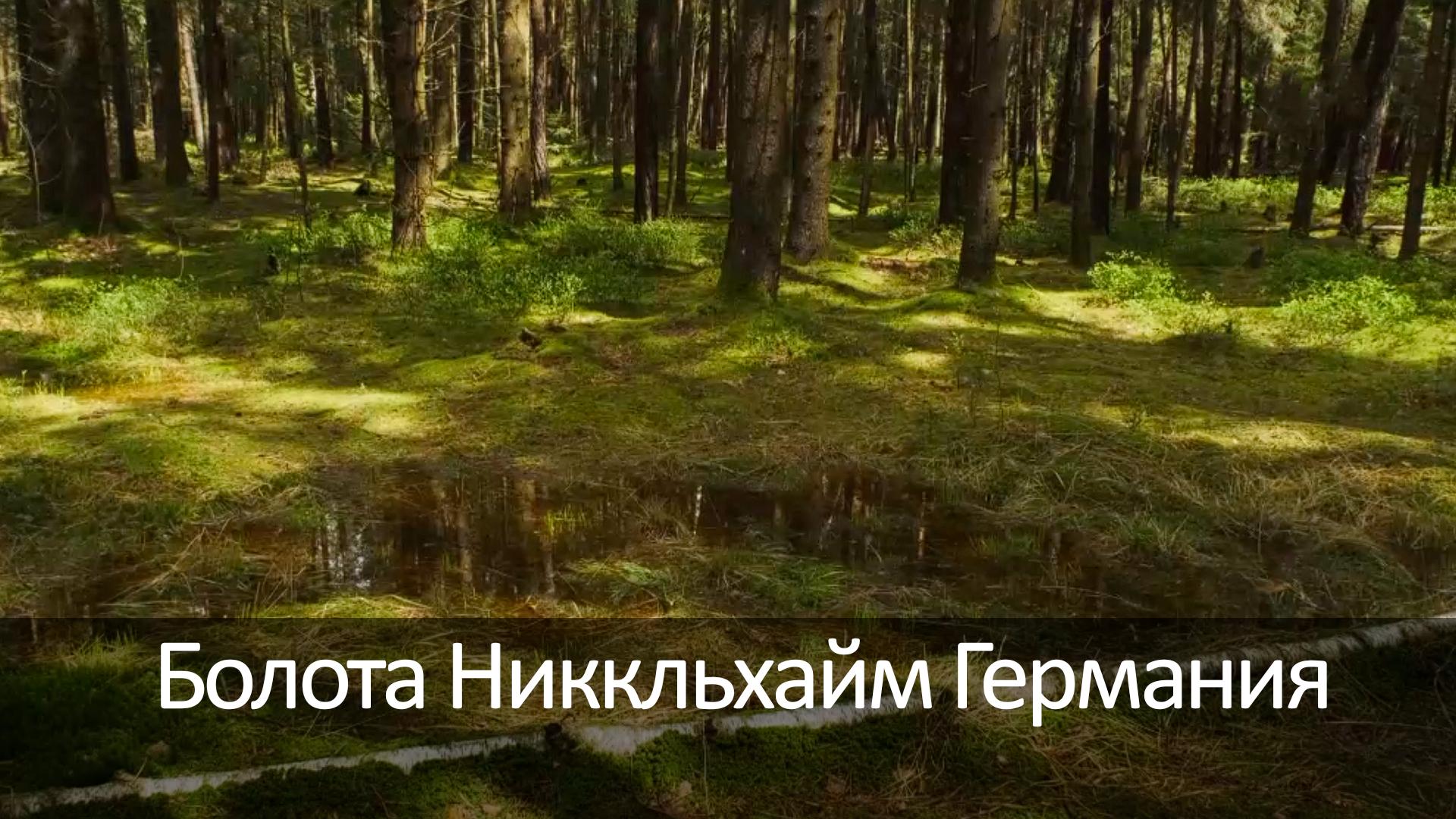 Болота Никкльхайм Германия