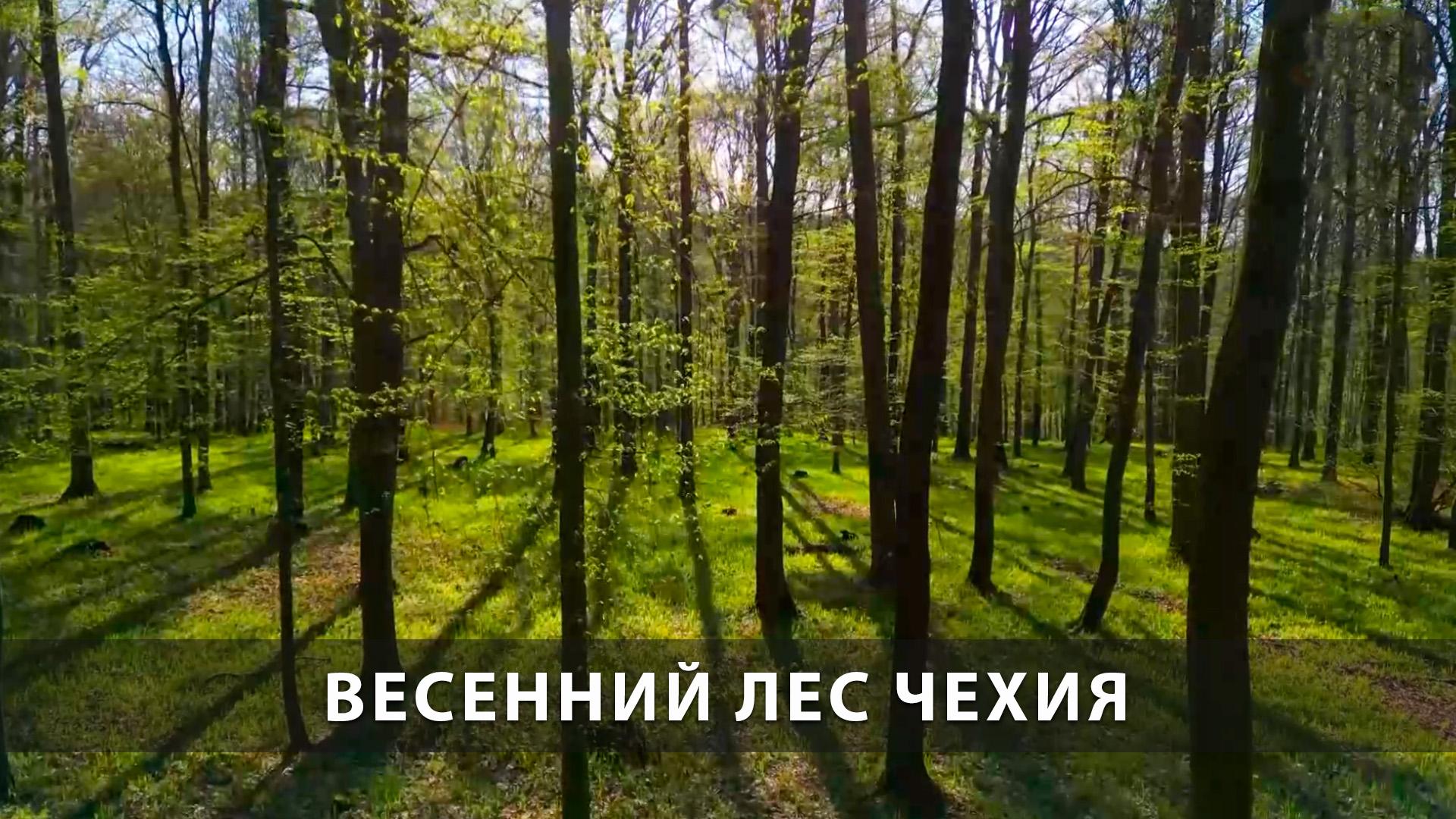 Весенний лес Чехия