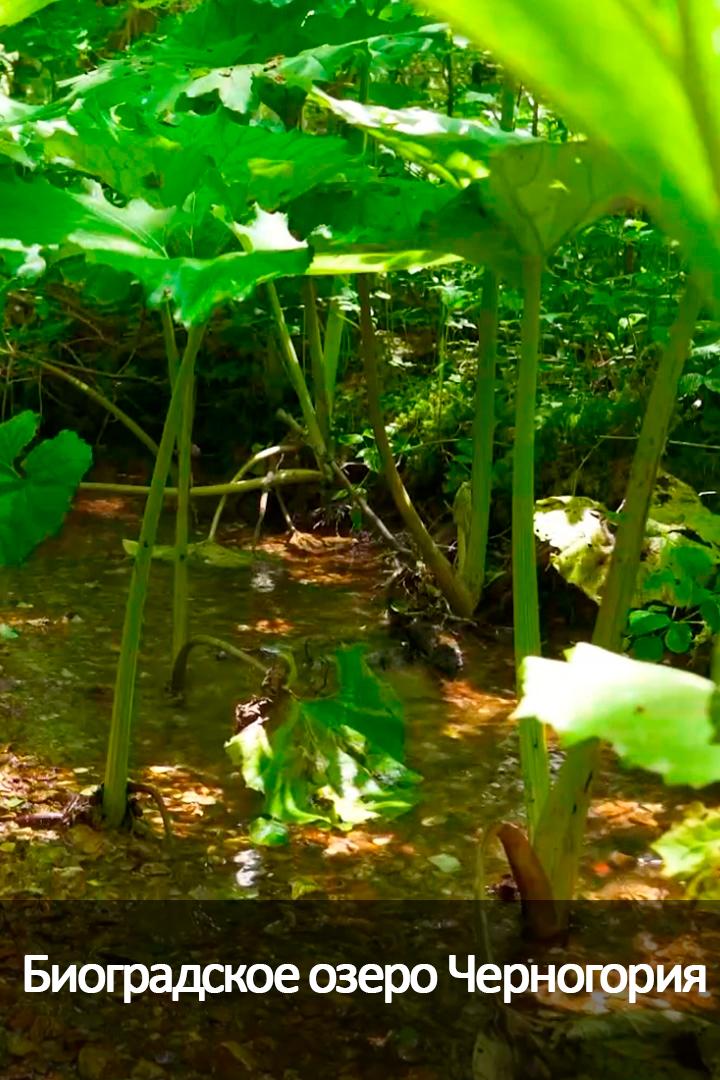 Биоградское озеро Черногория