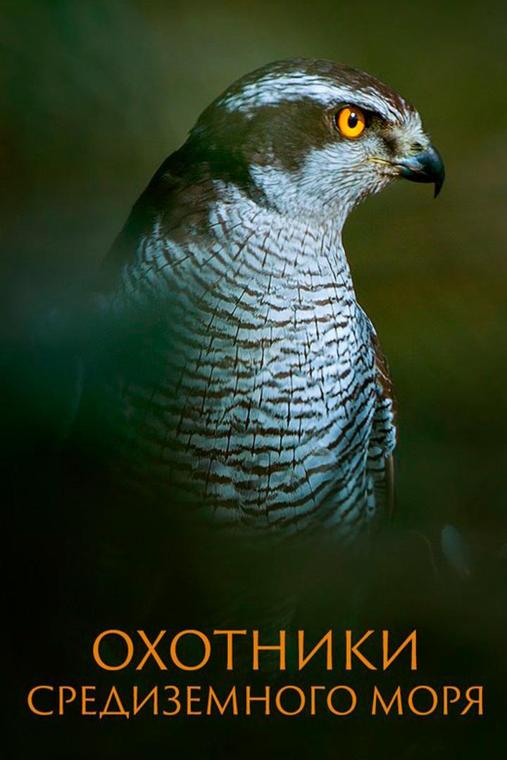 Охотники Средиземного моря