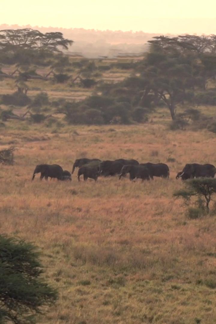 Героини Саванны