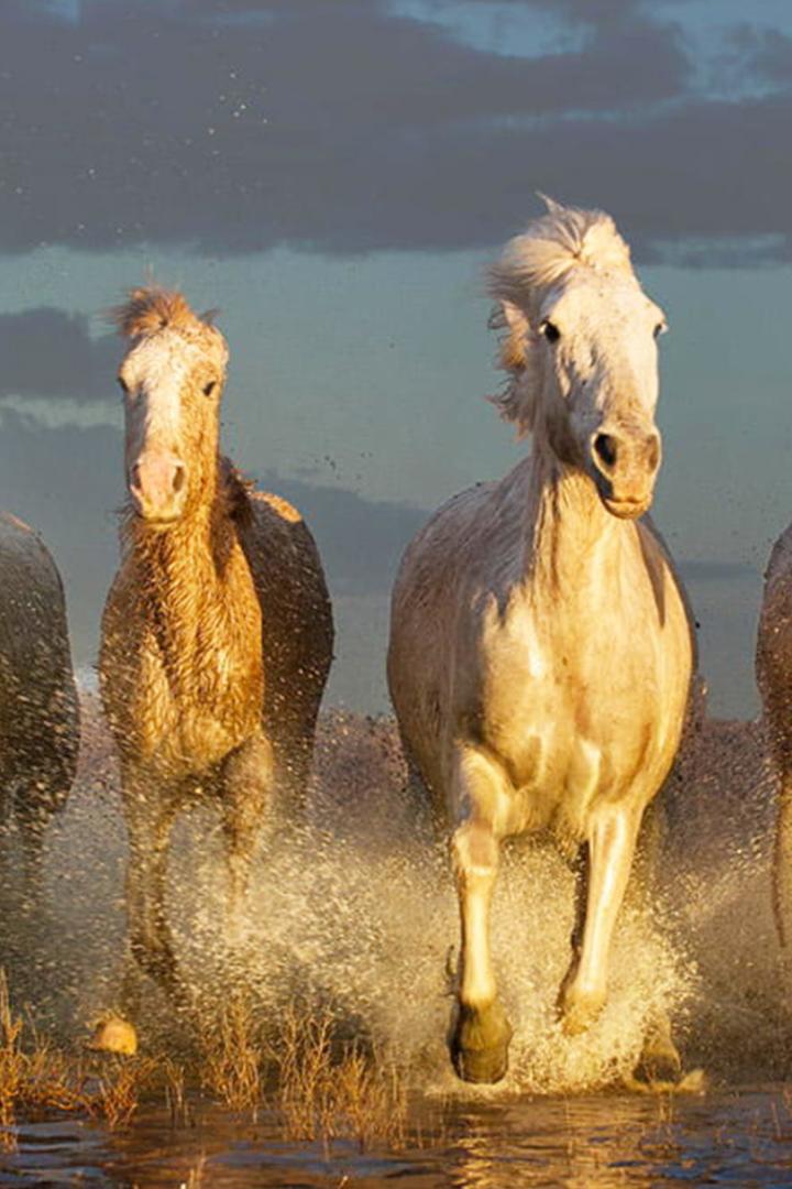 Дикие лошади Франции