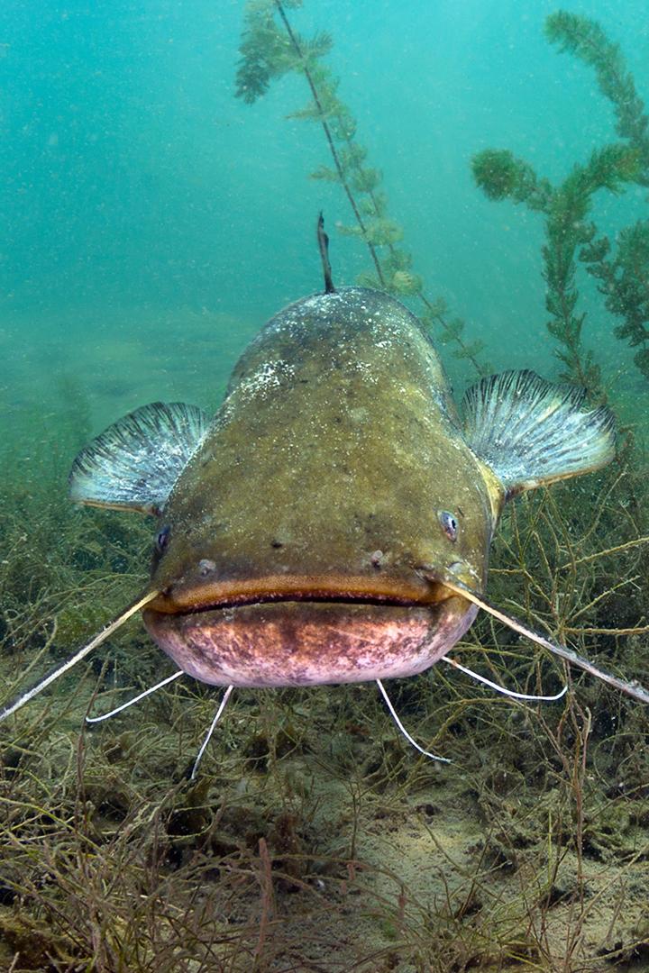 Речные челюсти