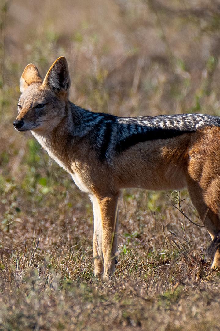 Шакалы побережья Намибии