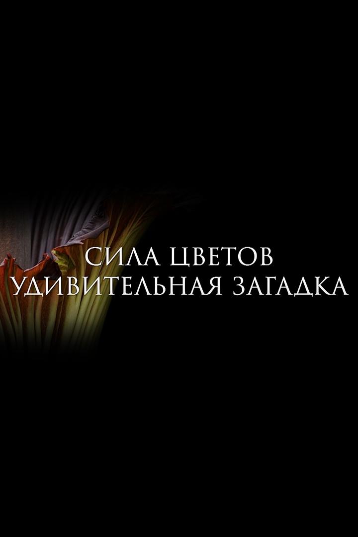 Сила цветов. Удивительная загадка