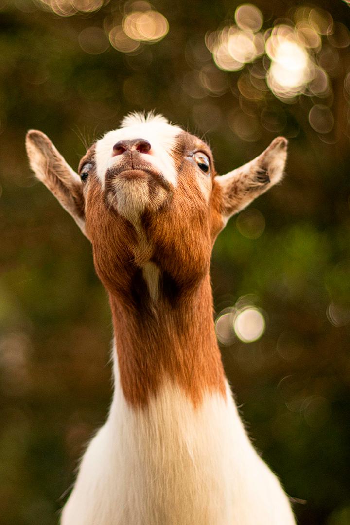 Умна, как коза