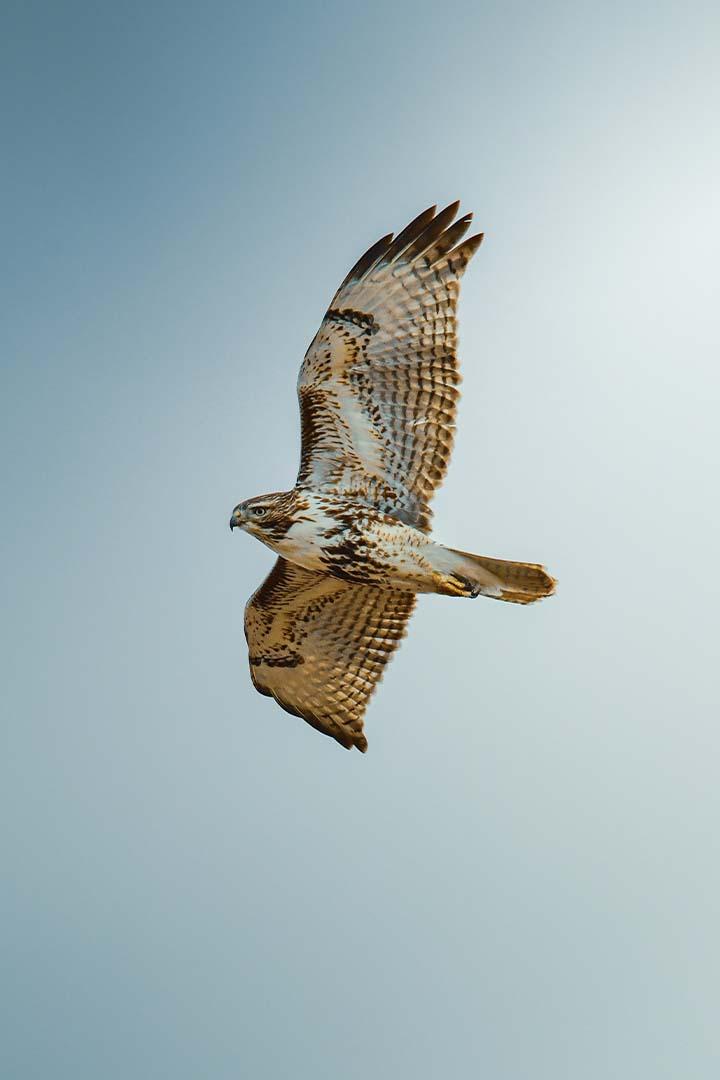 Сокол-балобан