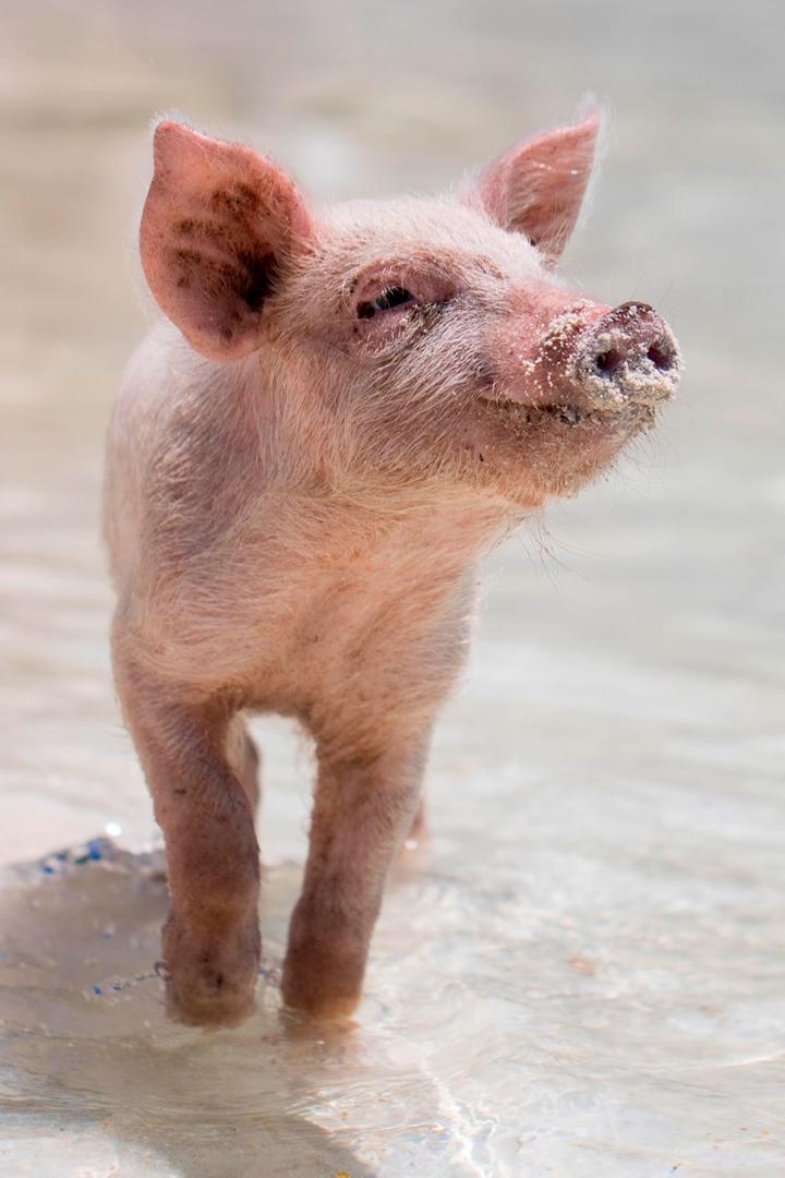 Поросячьи сказки