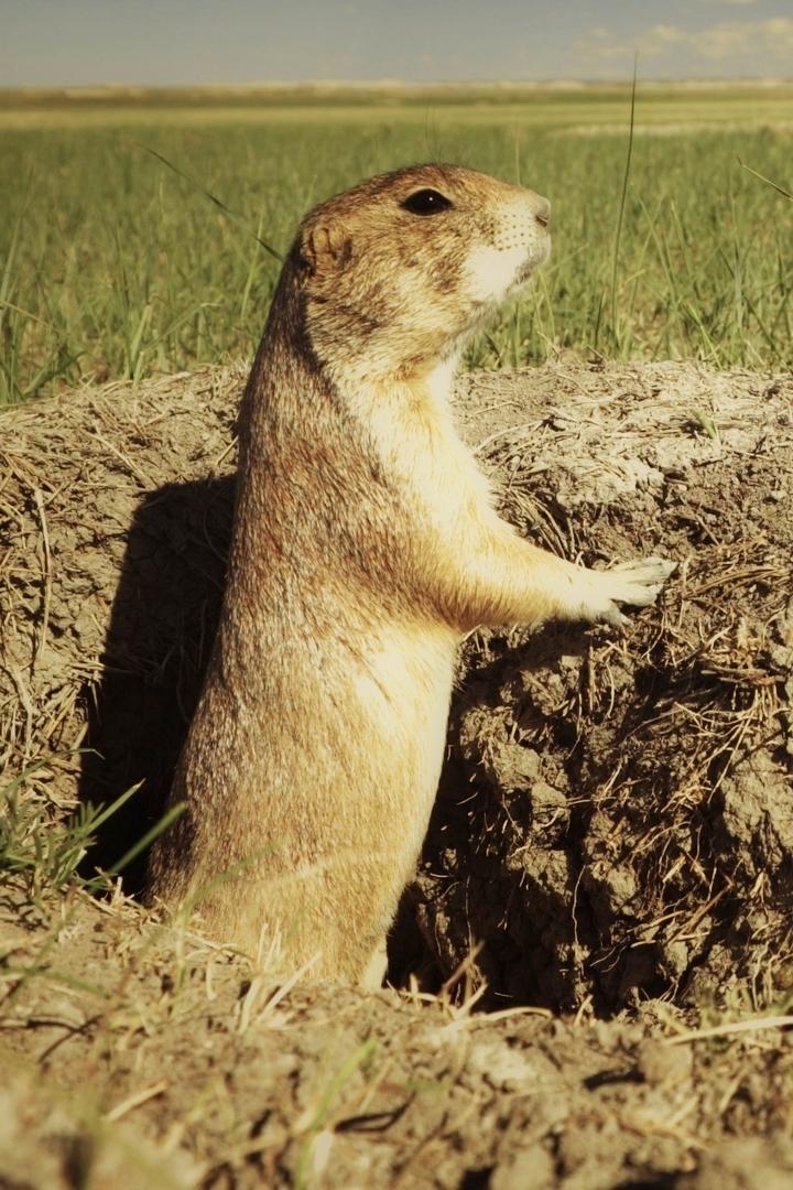 Однажды в прерии