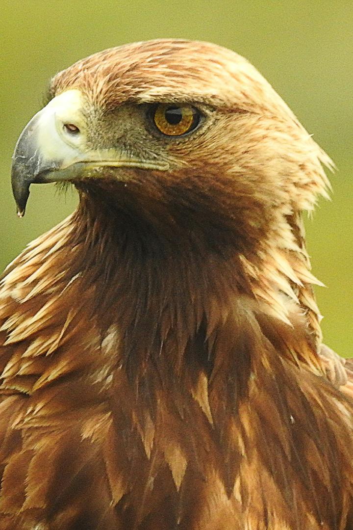 Беркут и бородач. Хозяева неба