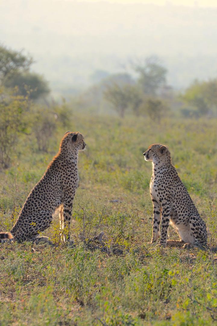 Связи в дикой природе
