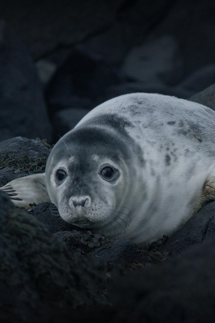Серые тюлени. Секреты выживания
