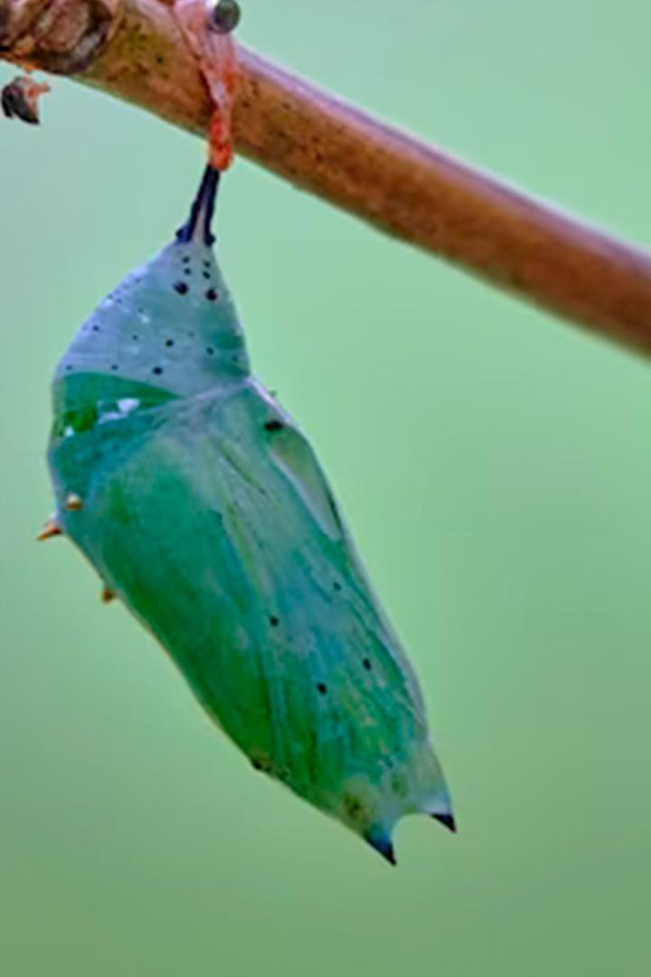 Послание бабочек