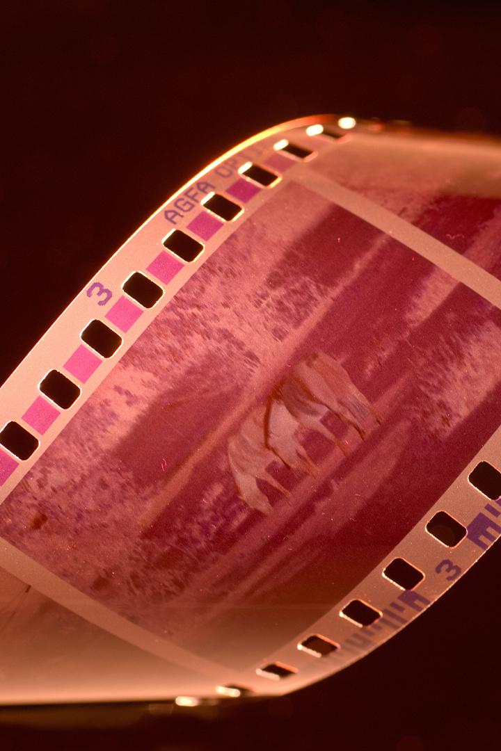 Самый рыжий лес