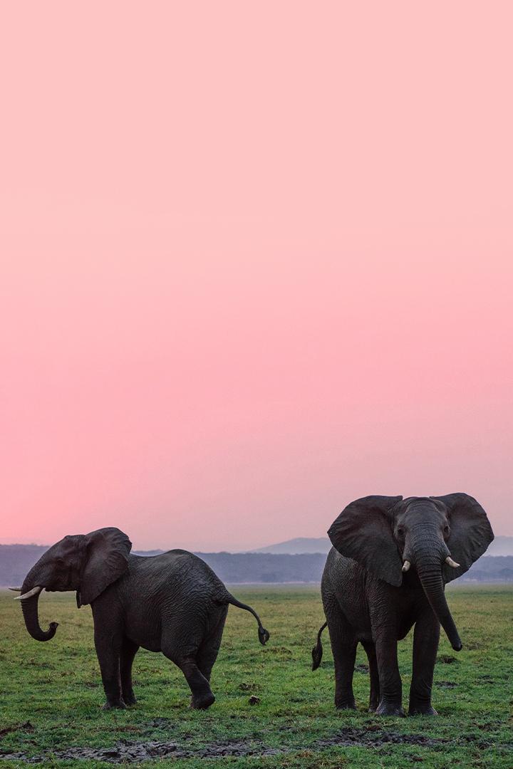 Свадьба слонов