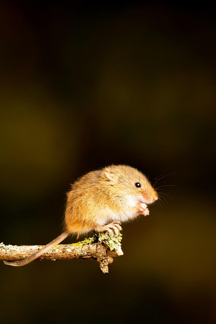Аэлия, мышь-малютка