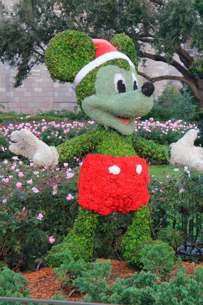 Чёрная утка