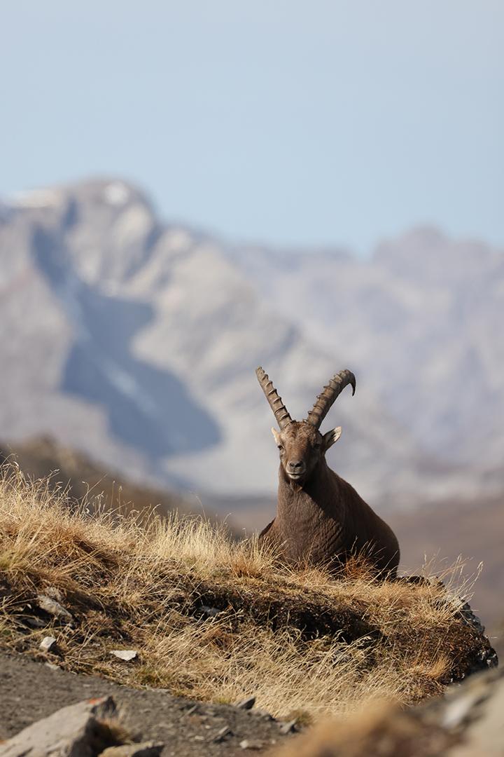 Ибекс. Горные козлы