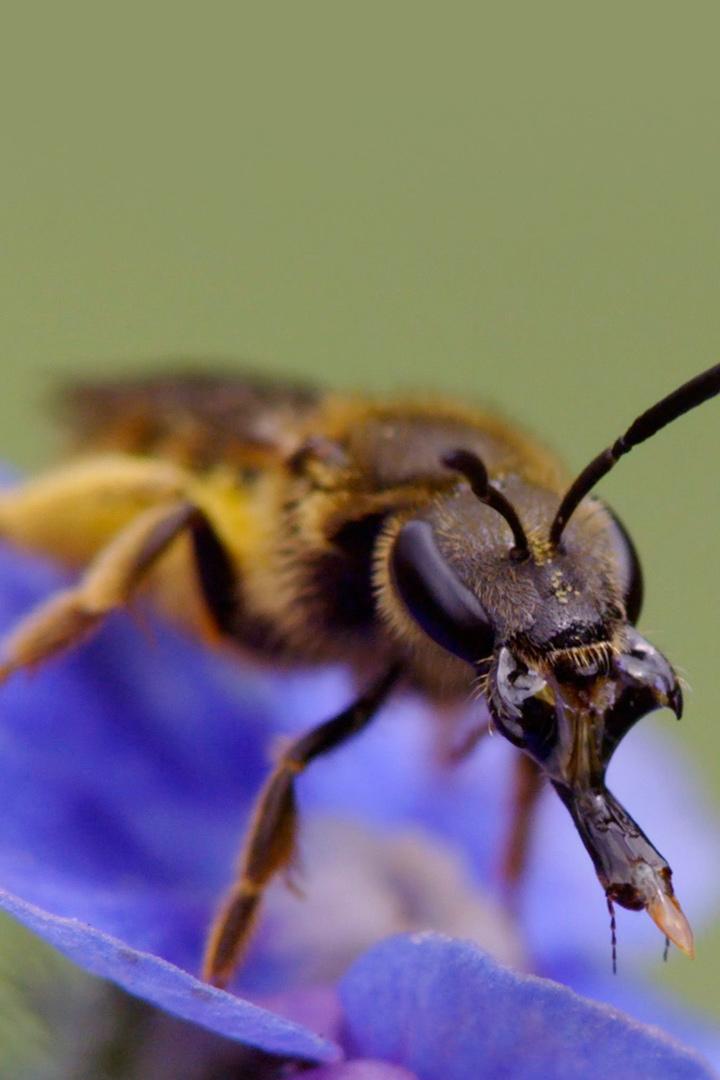 Большой мир маленького сада