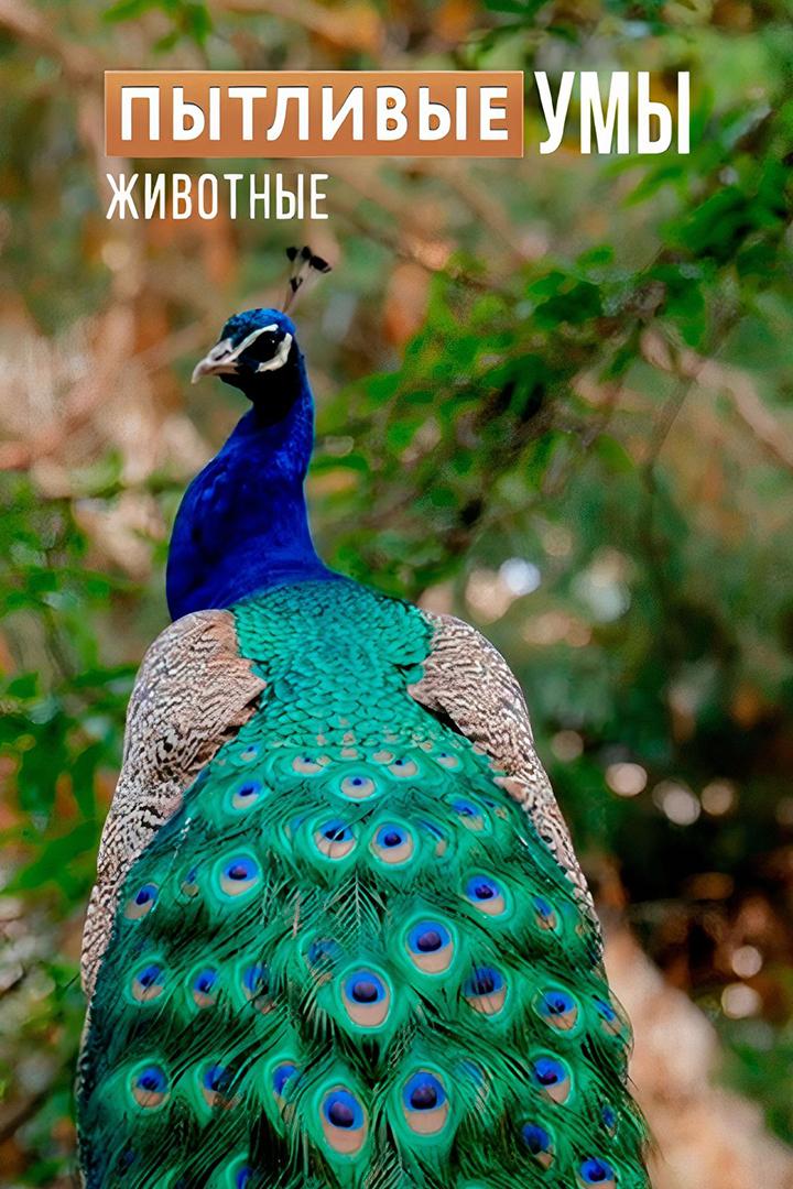 Пытливые умы: Животные