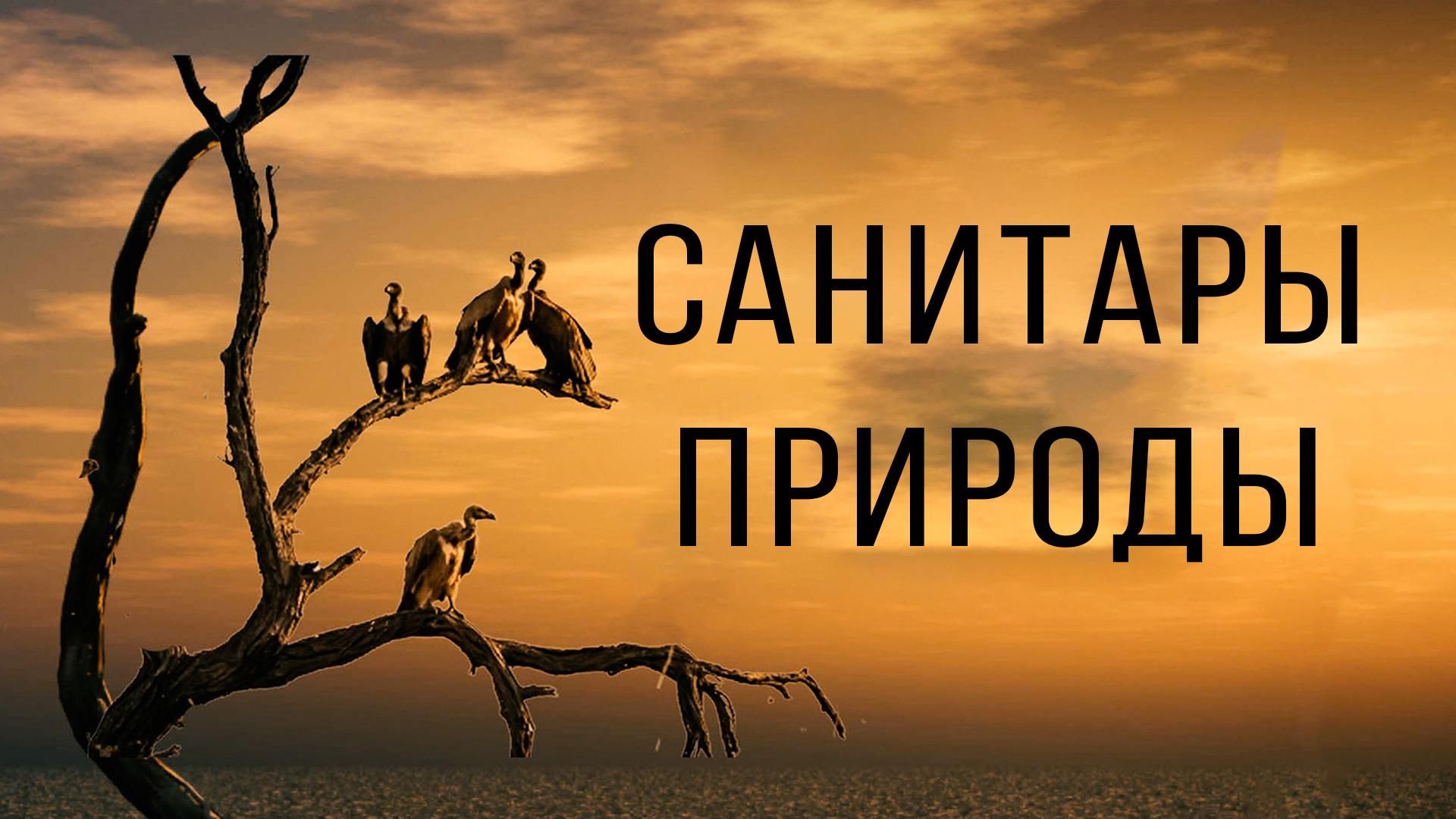 Санитары природы