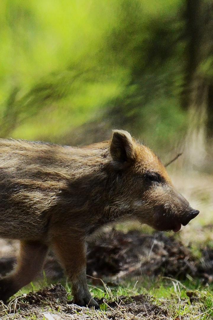 Знакомимся с кабанами