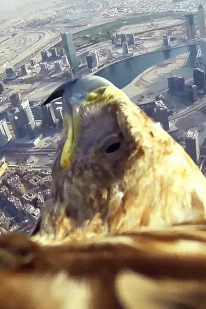 Орлиный взгляд на Дубай