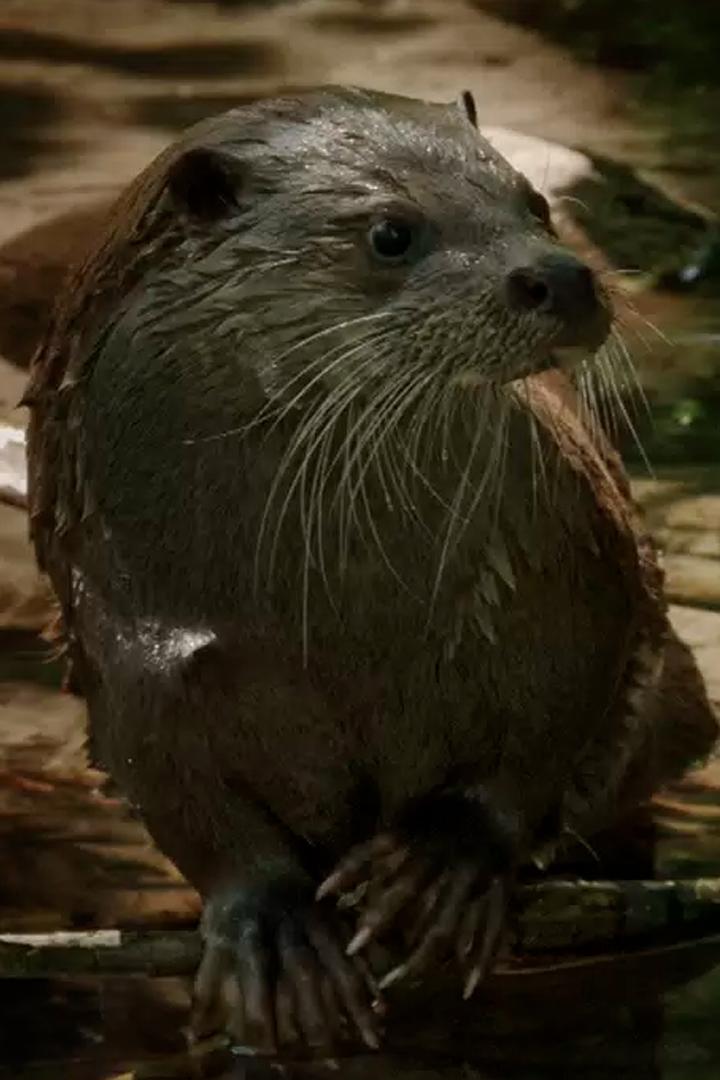 Зелёный пояс Европы