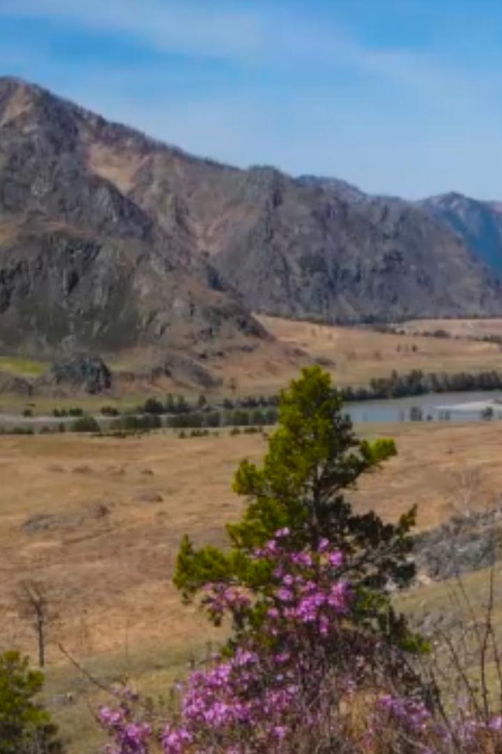 Цветущий Алтай