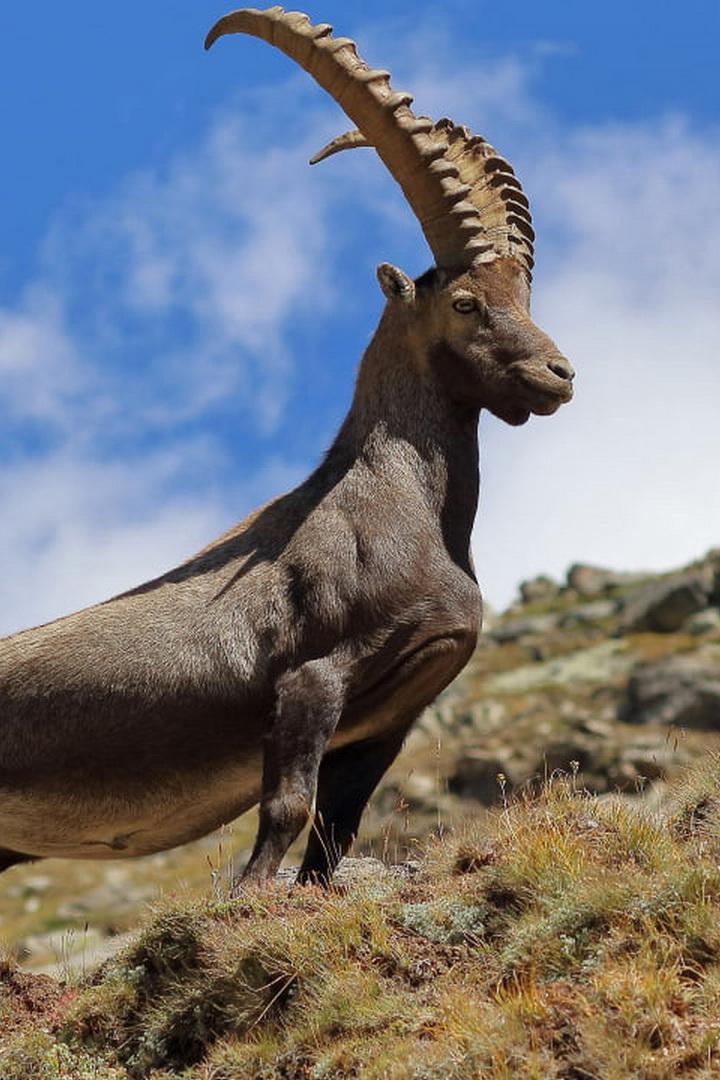 Горный козел. Жизнь на скалах