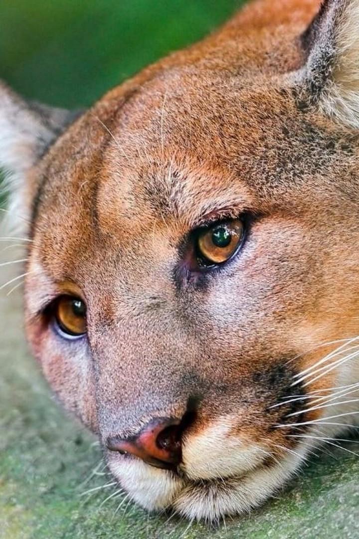 Пума. По следам призрака