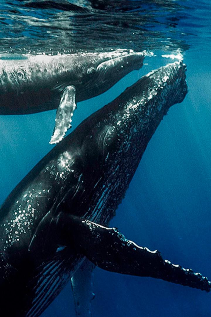 Киты и черепахи. Возвращение