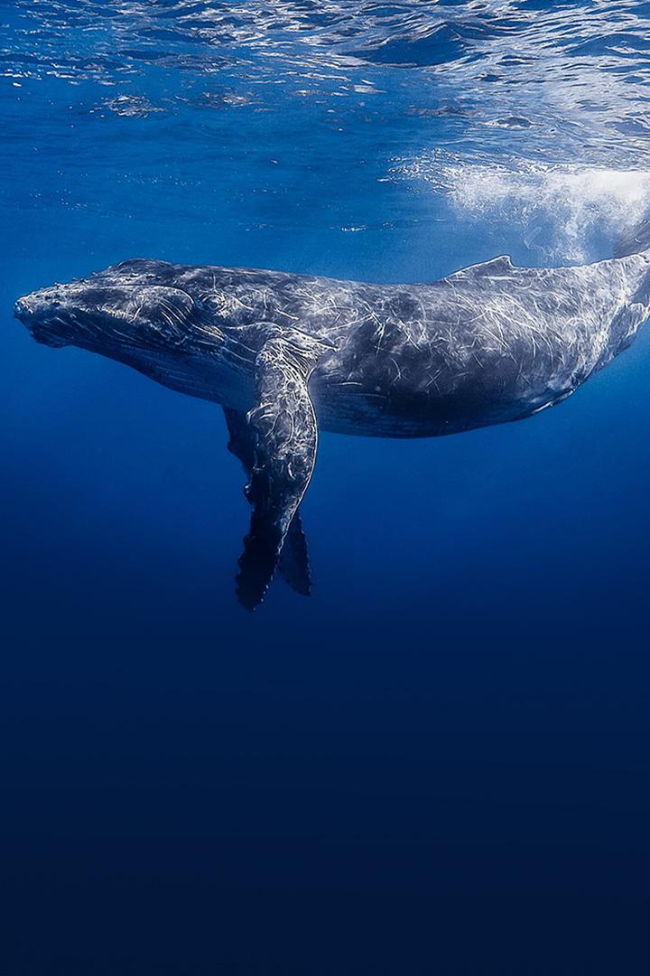 Уникальные способности животных