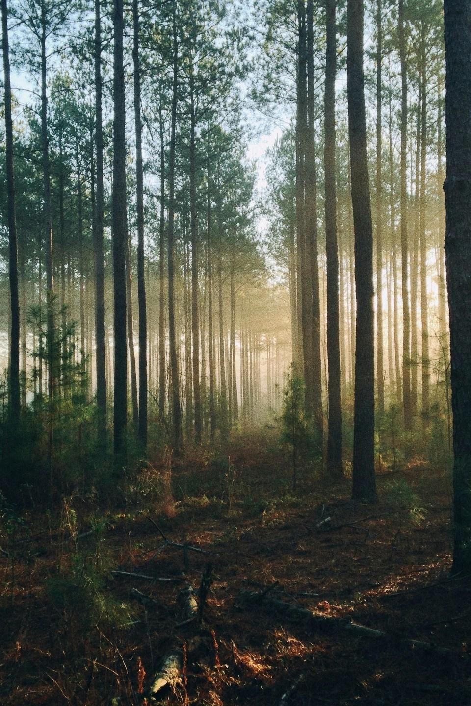 Национальный парк Йеллоустон