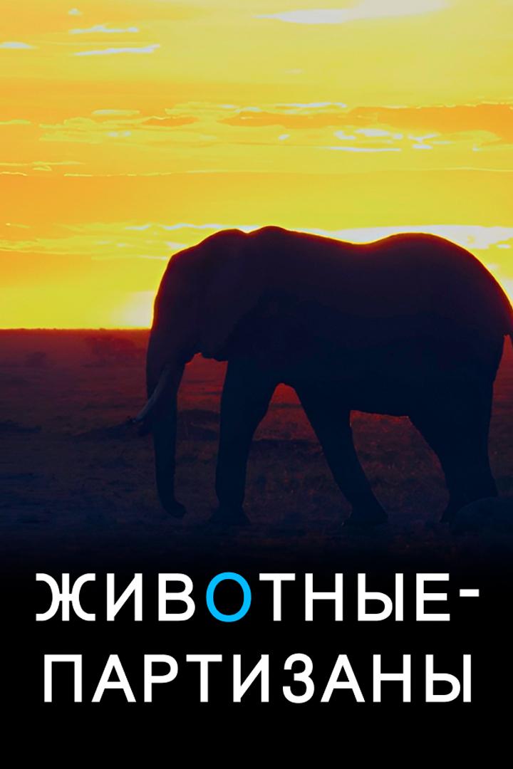 Животные - партизаны